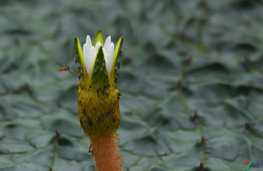 鸡斗米花初绽(学名:芡实)