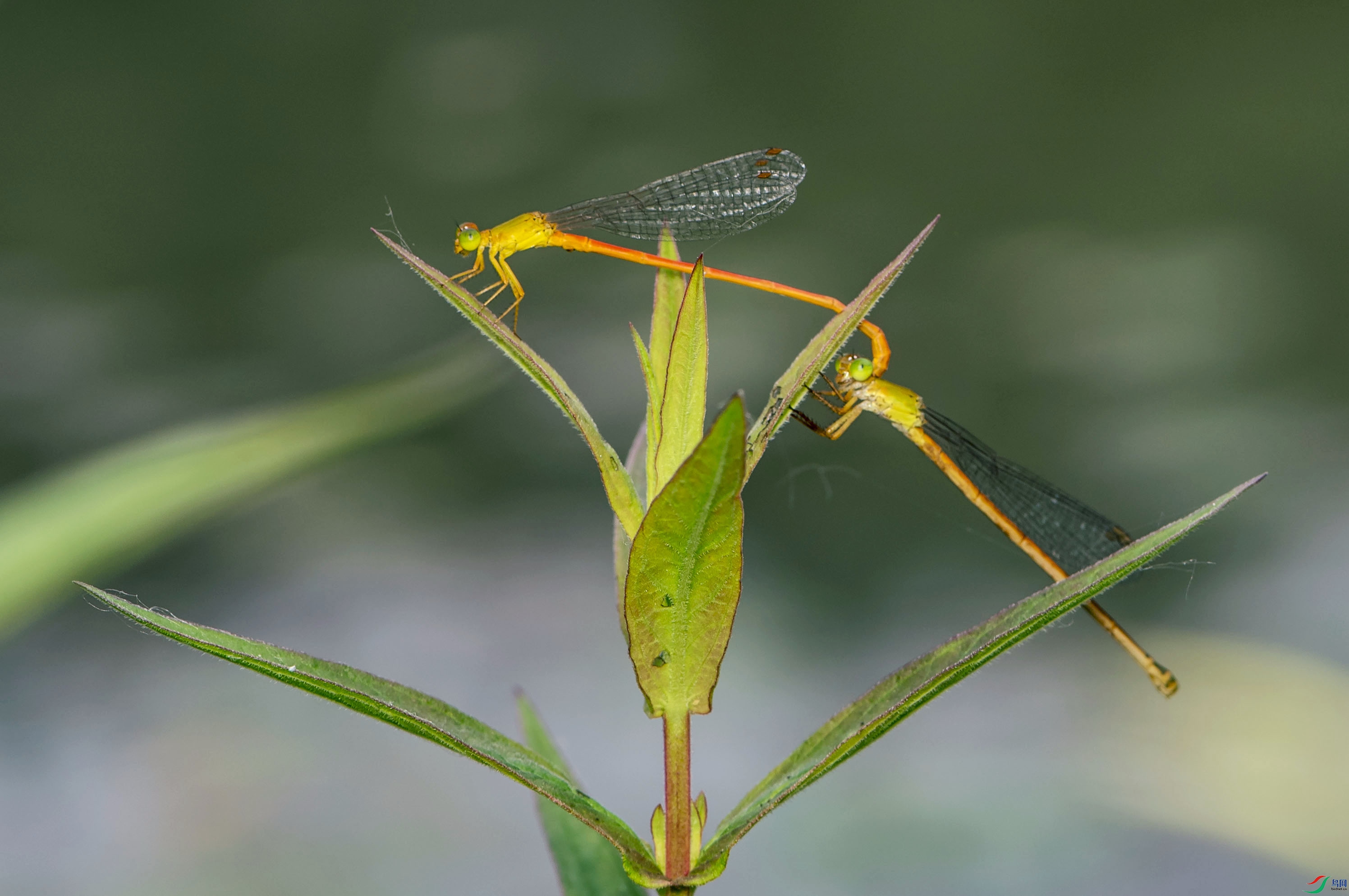 DSC_2087.jpg