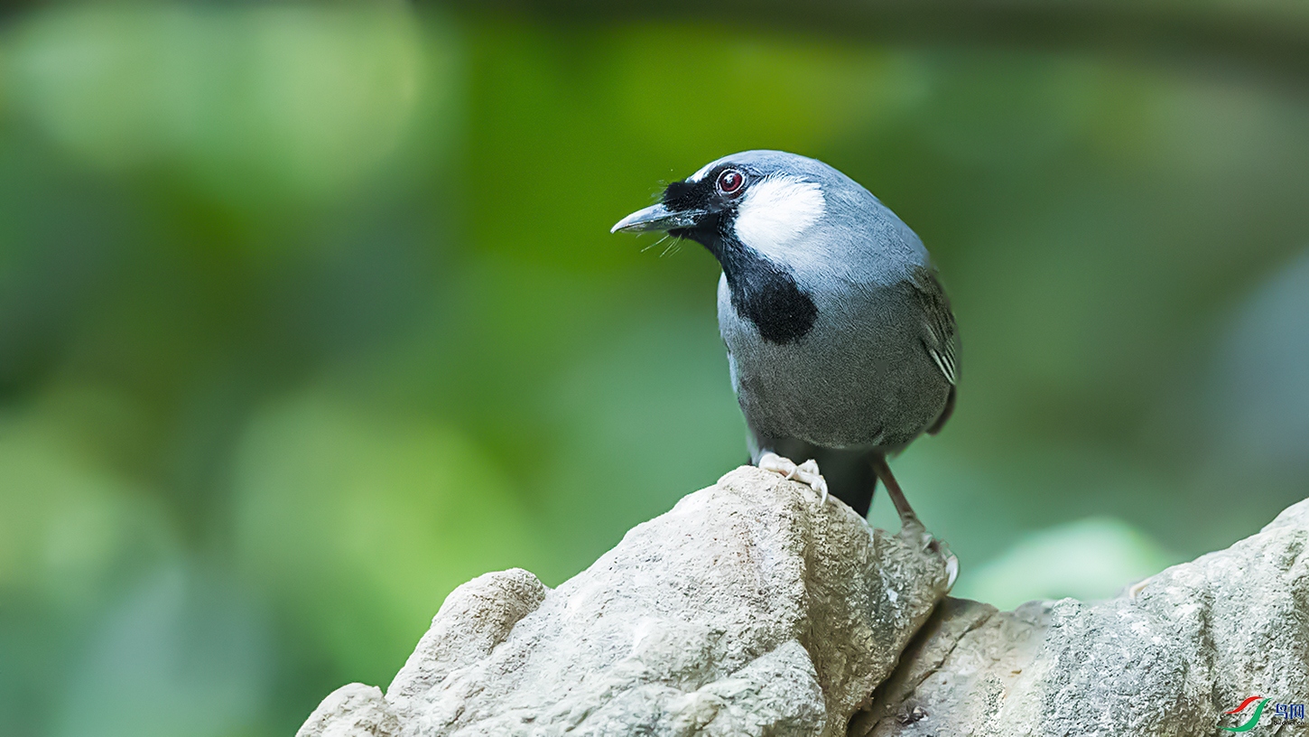 密林深处有噪鹛