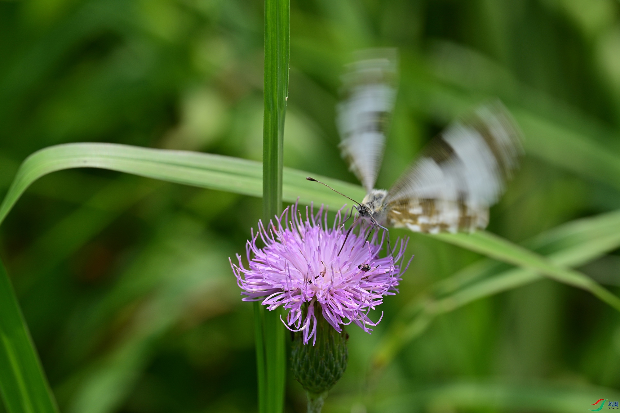 DSC_2706.jpg