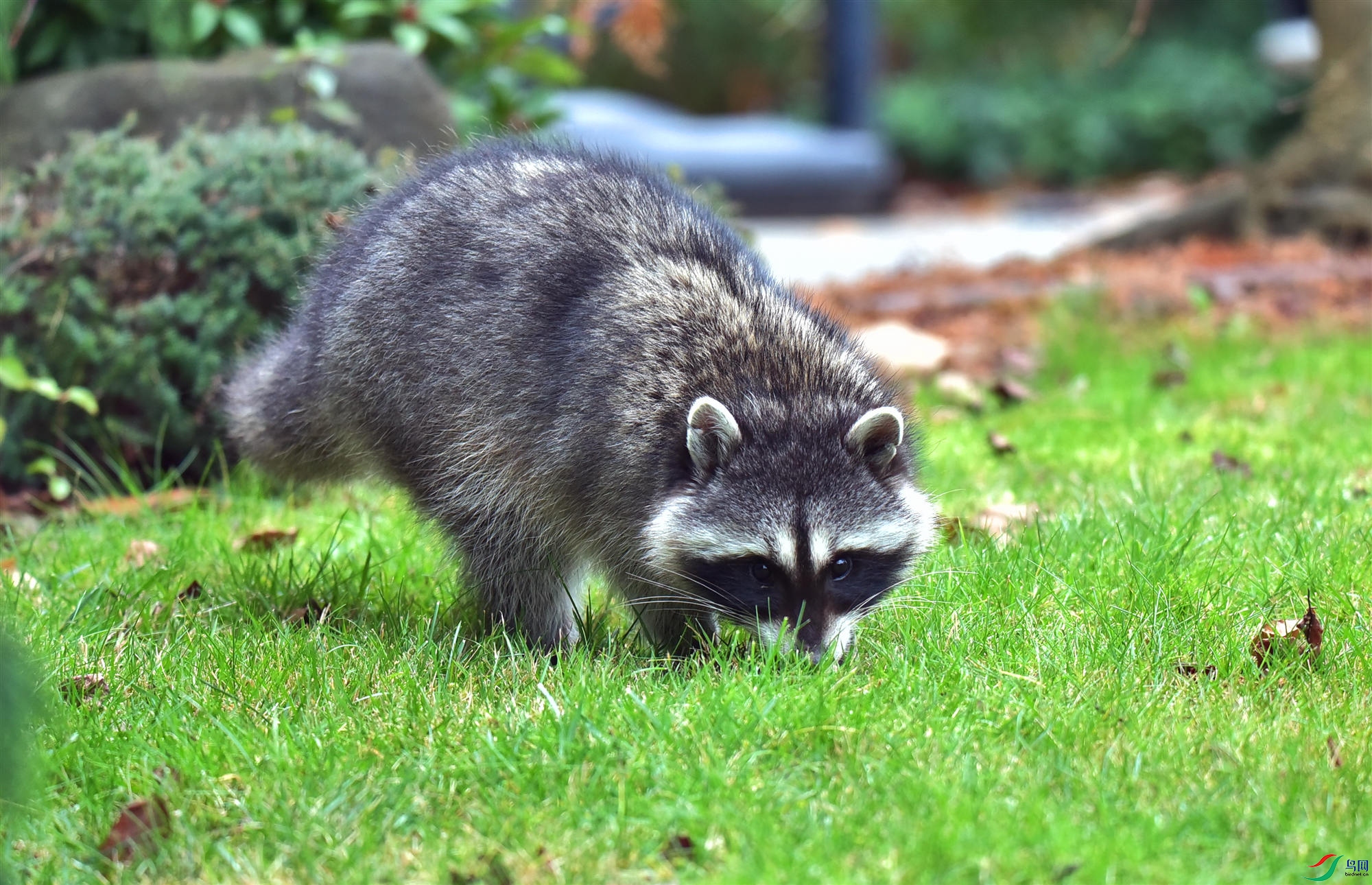 DSC_7106_����.jpg