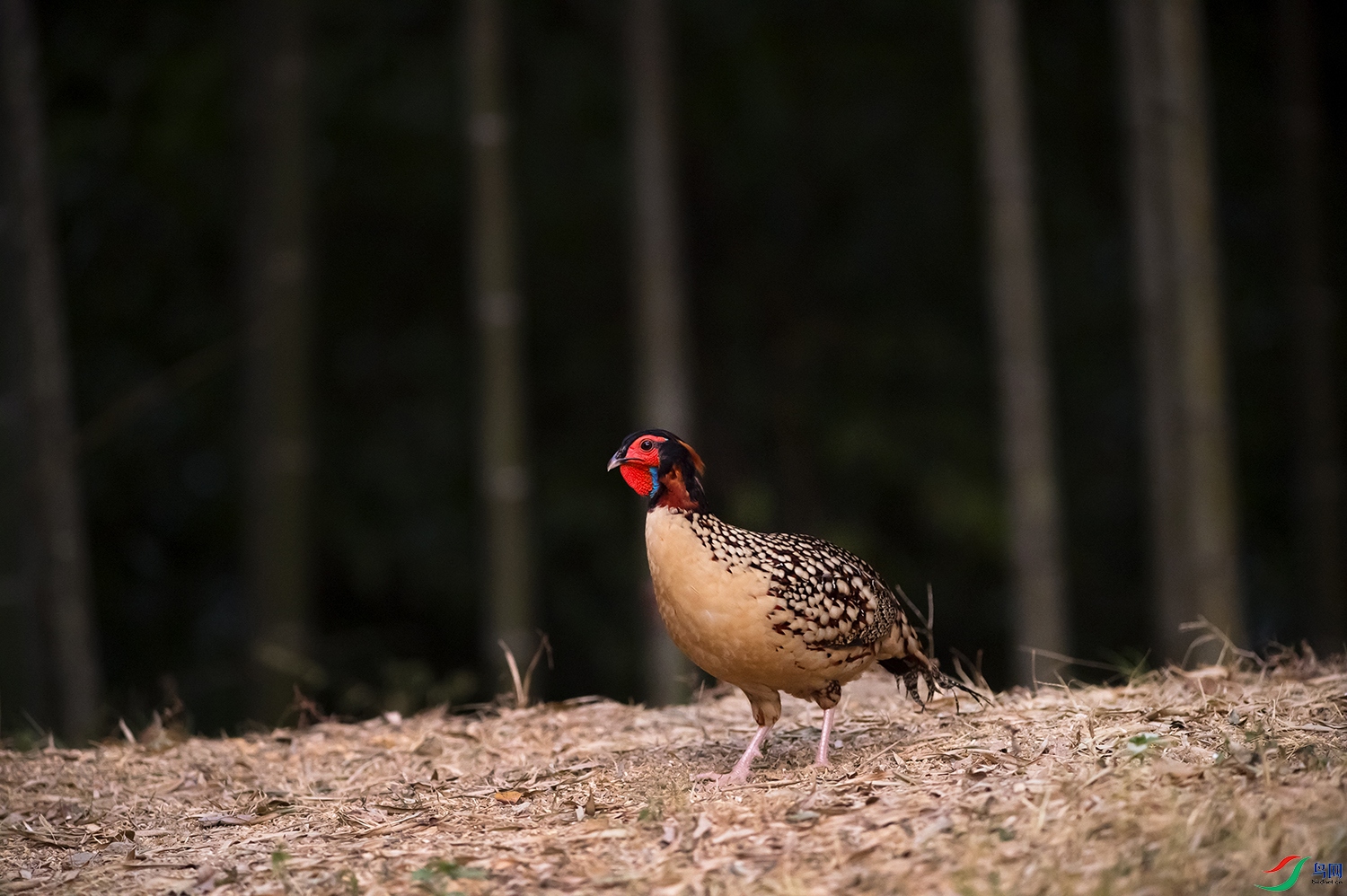 _DSC6987.jpg