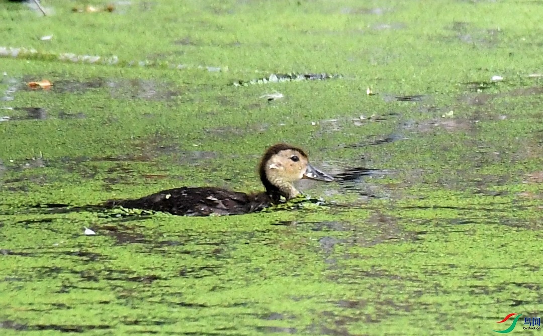 Ѽ �����.JPG