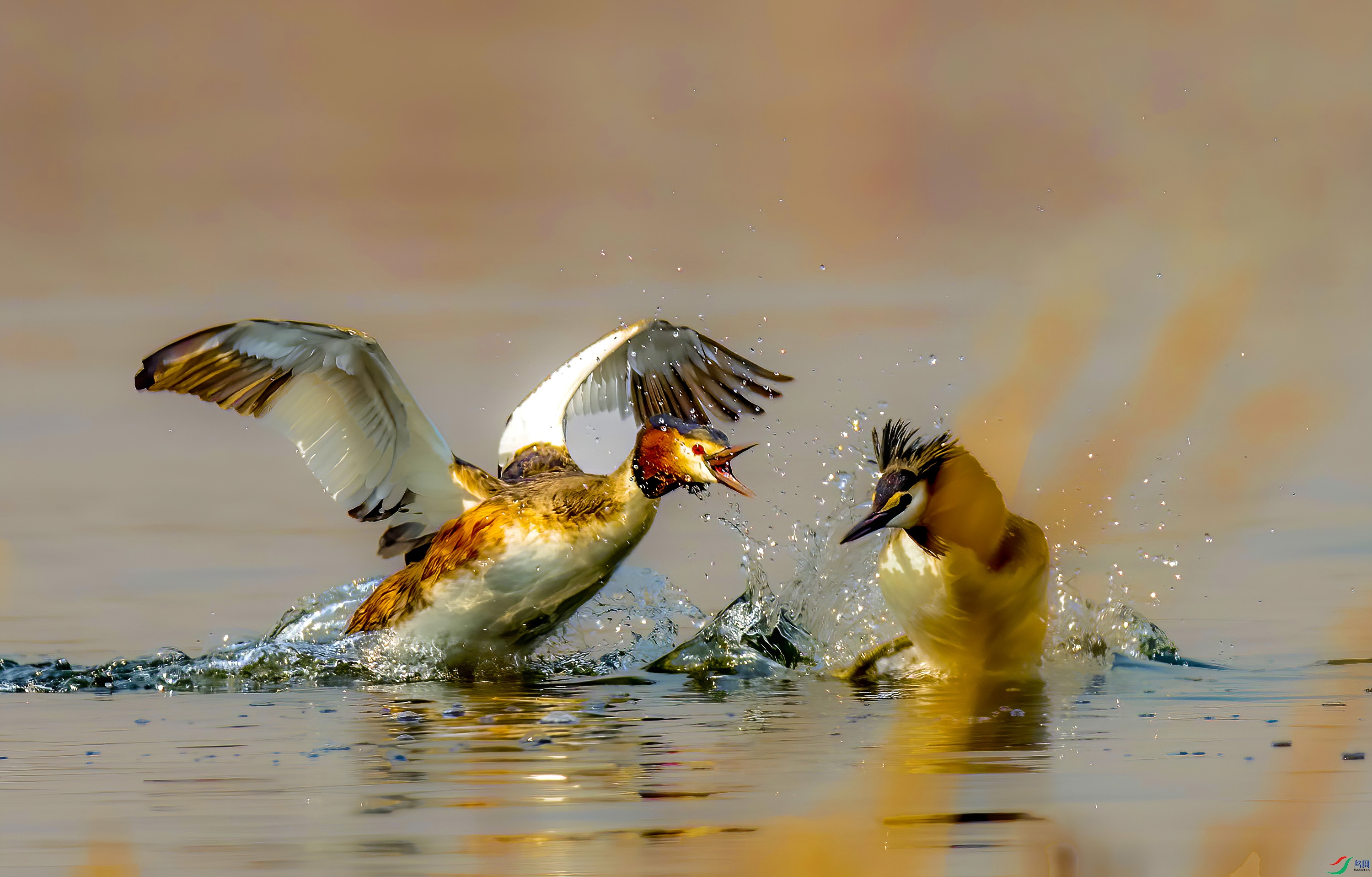 _JLN1667-----ok     ok (2).jpg