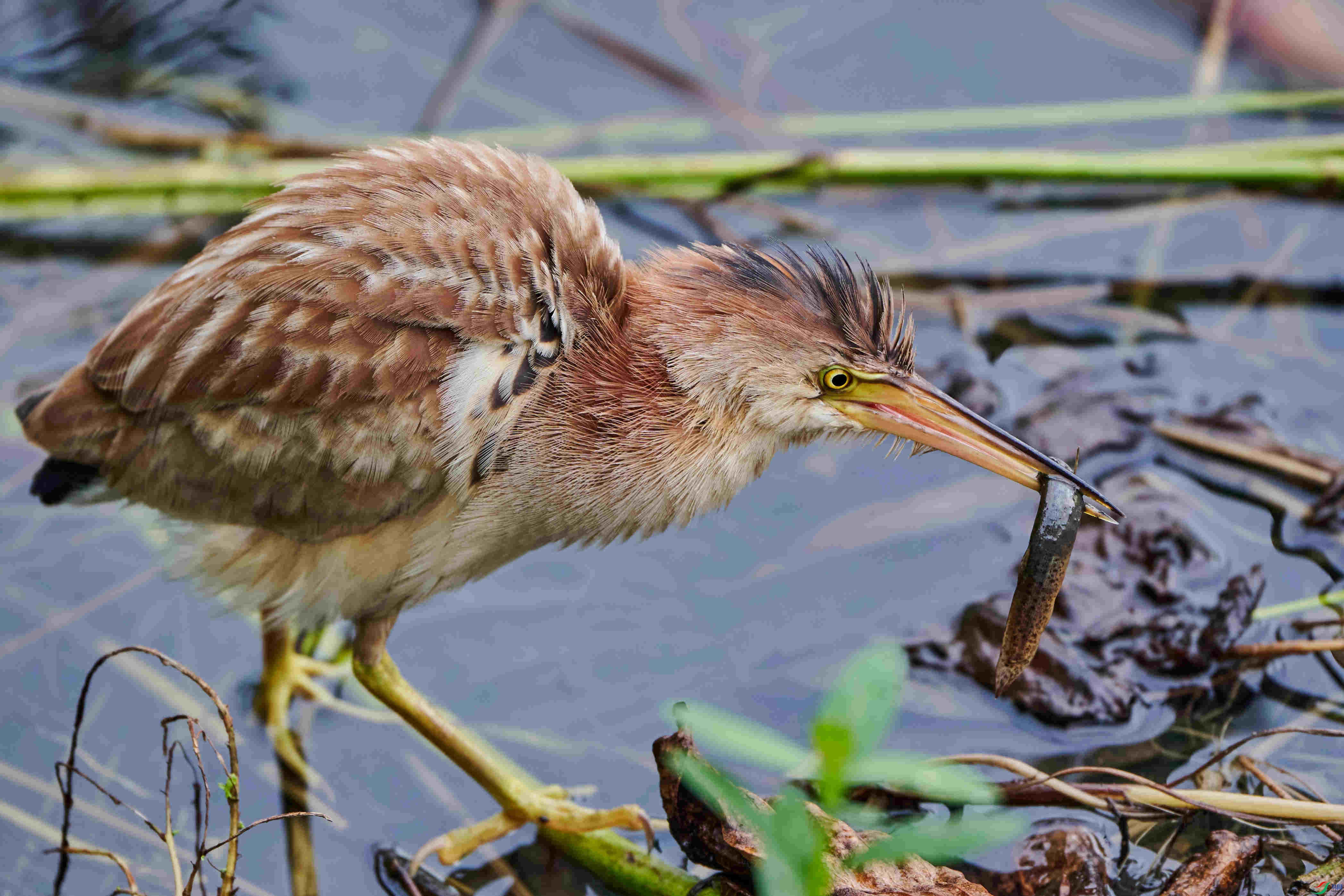 ��έ�Z