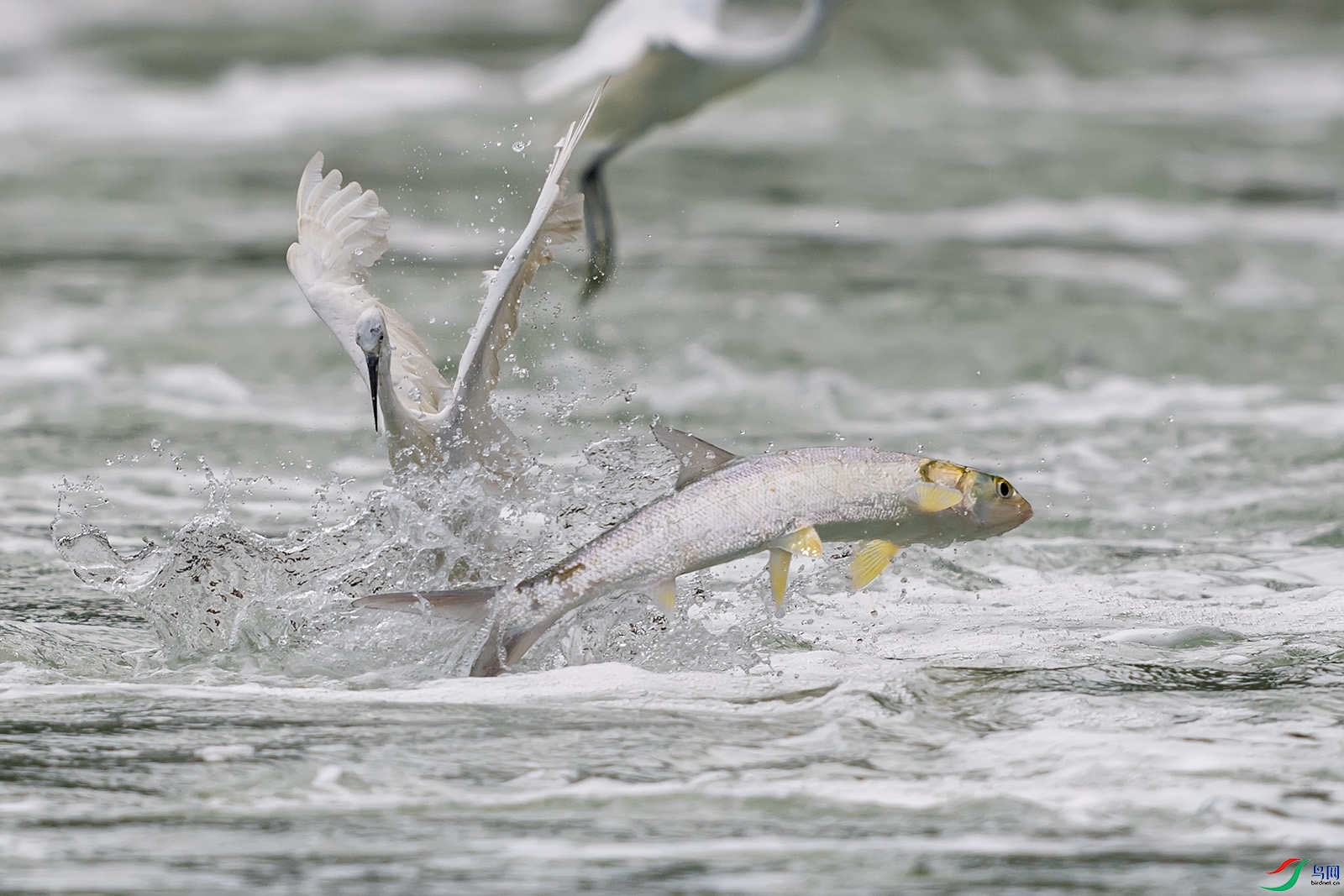 一条大鱼【恭贺老师佳作荣获首页精华】