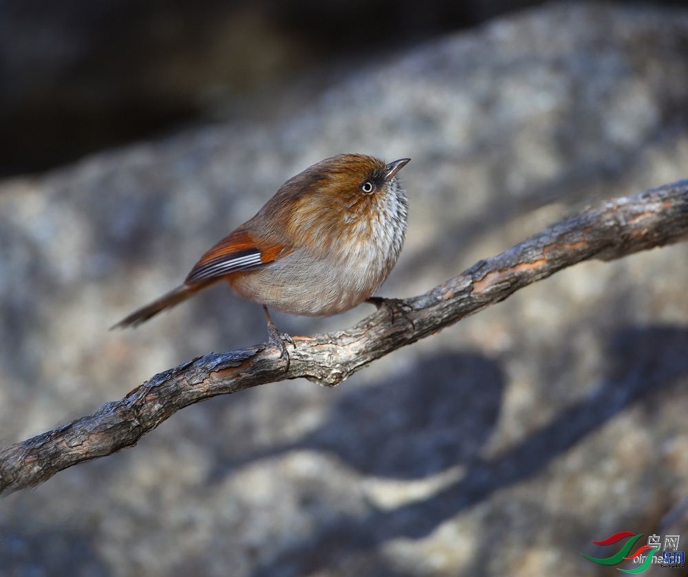 ����ϸ��  ��ʦ����.jpg