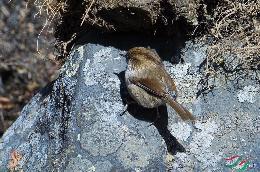 ϣ��  ��ʦ�������Ĵ�ʡ���β��������ݿ�����.jpg