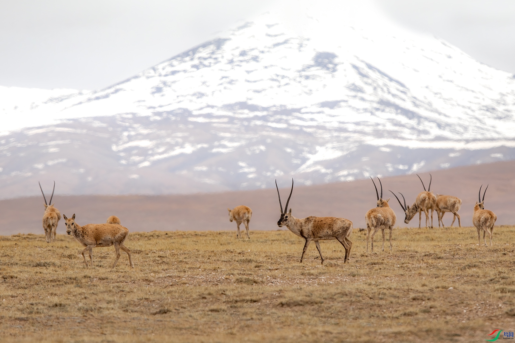 [哺乳] 昆仑雪山下的藏羚羊-------贺荣获首页精华!