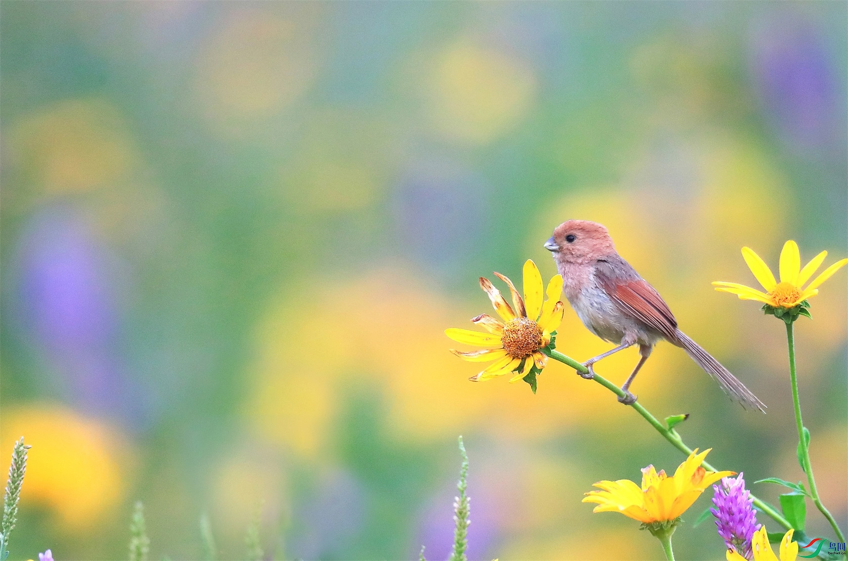 11 - ���� (2).jpg