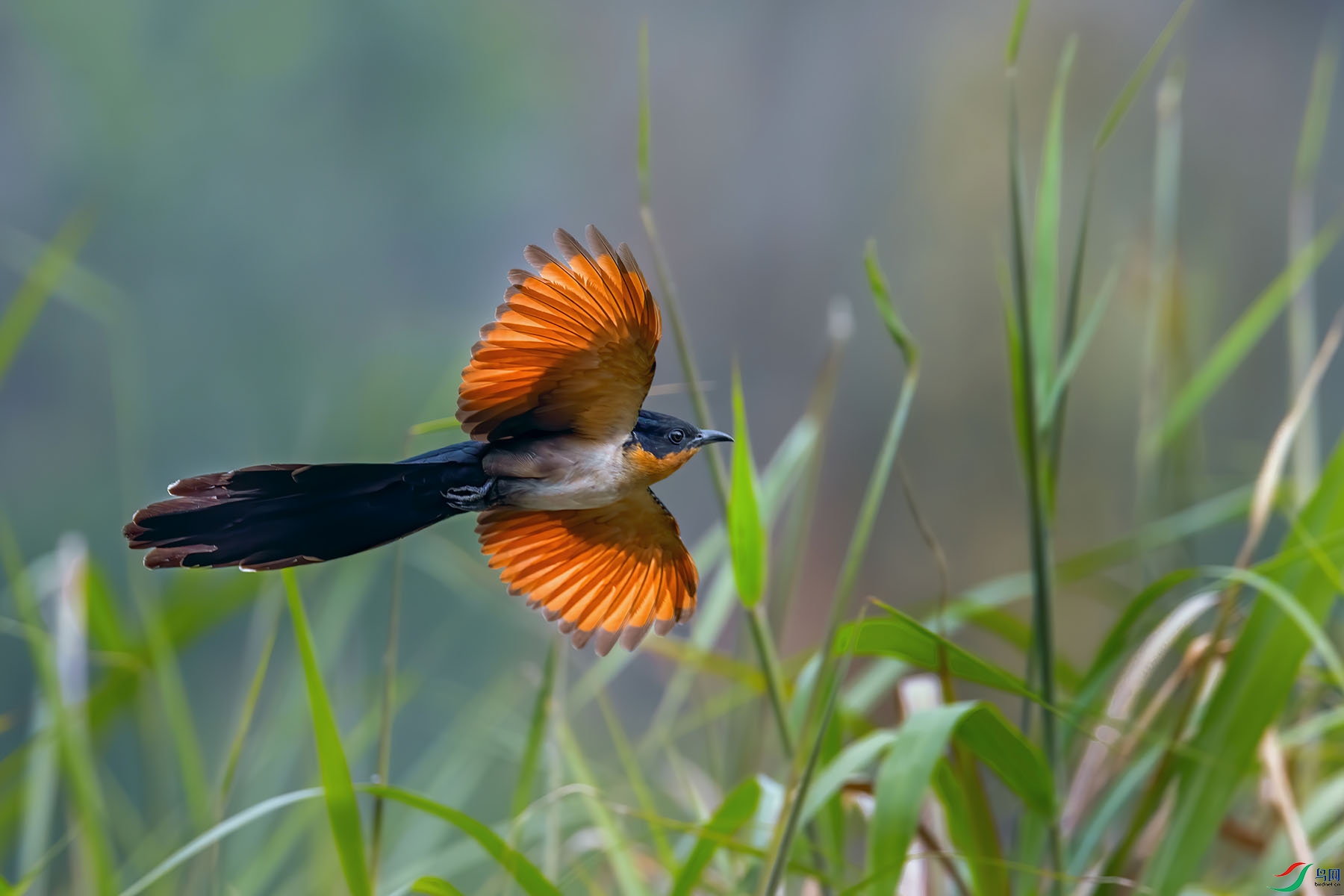   红翅风头鹃 >祝贺荣获首页精华