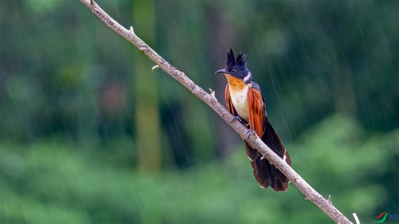 和风细雨(祝贺荣获首页精华)