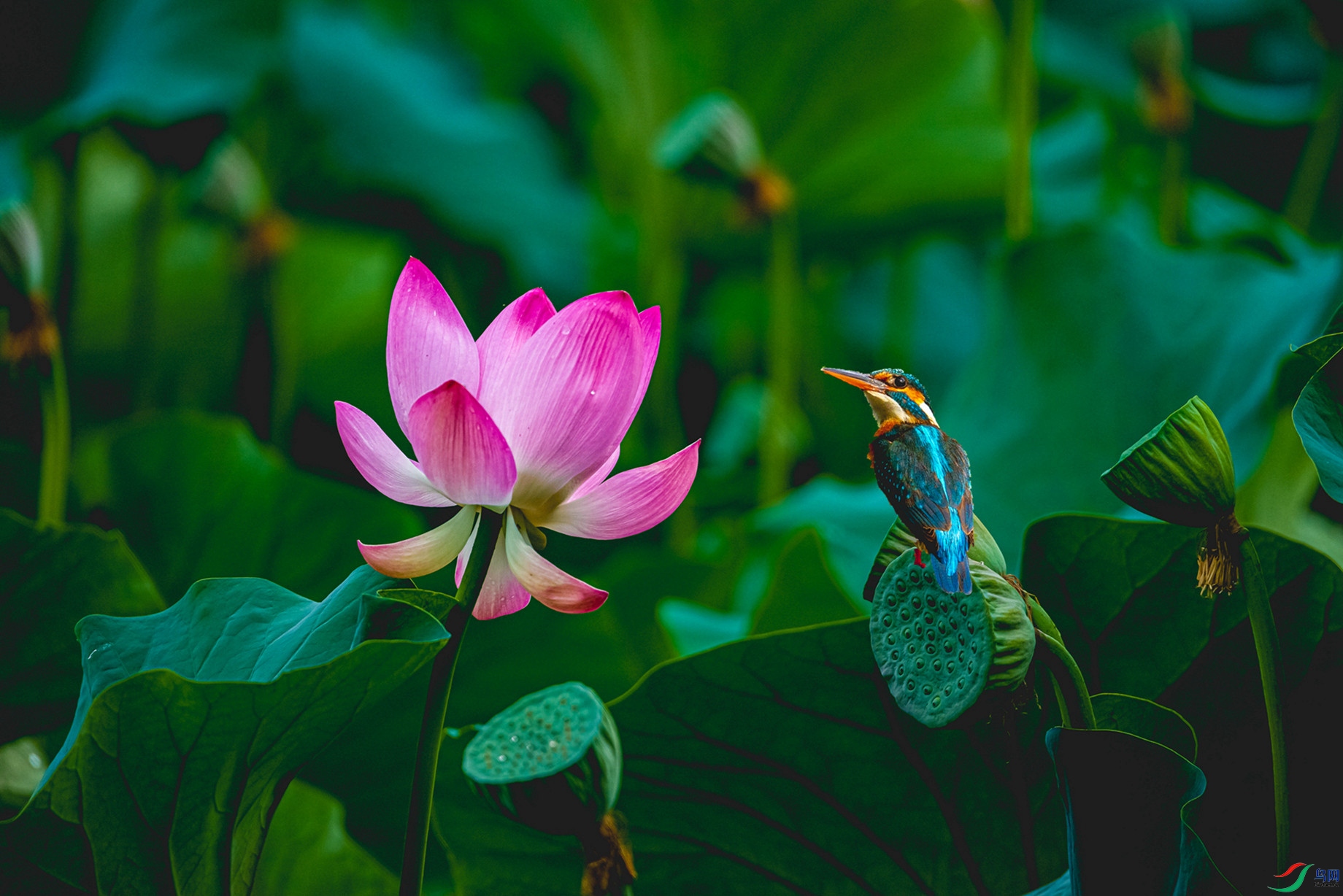 DSC_1526 - ���� - ����.JPG