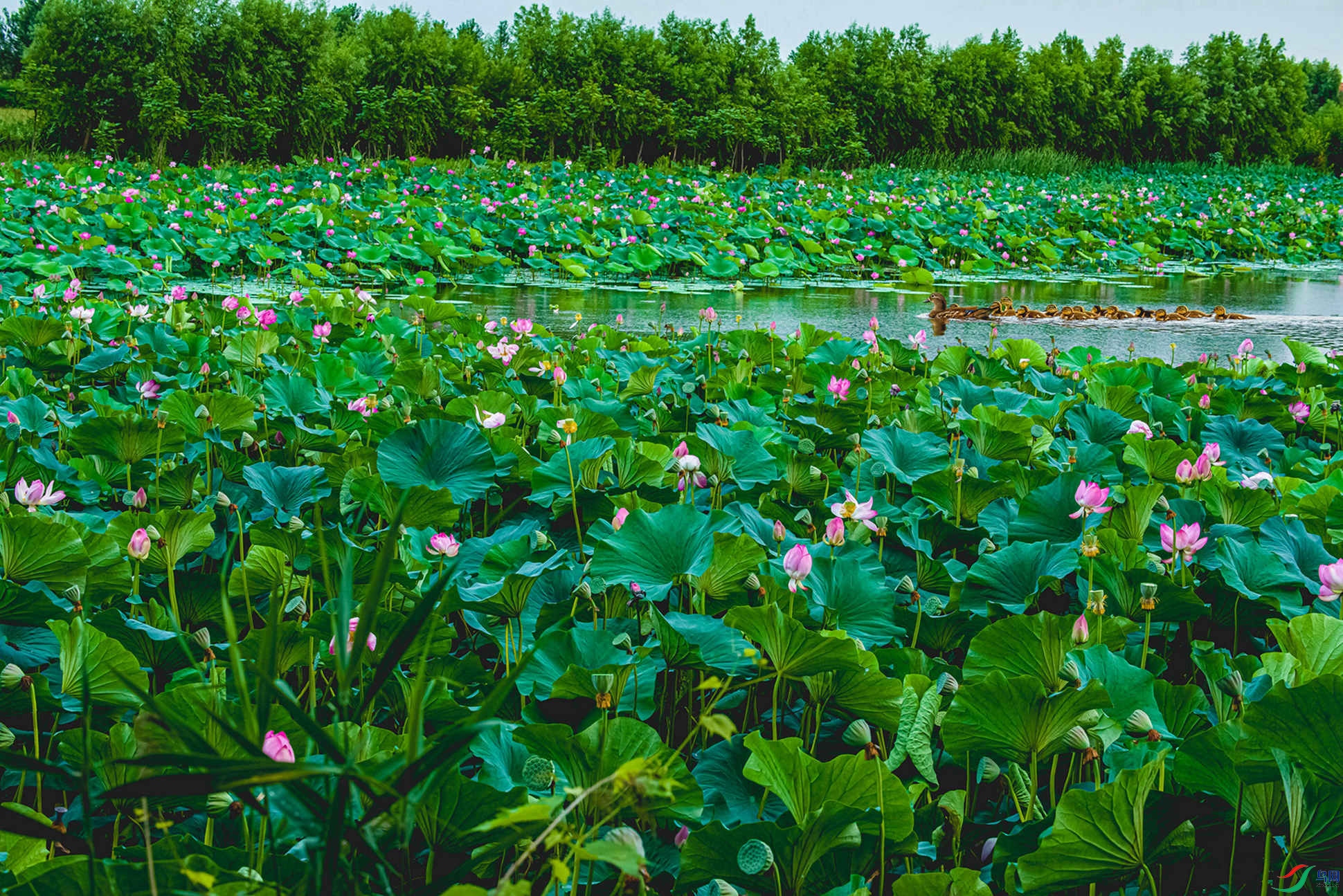 DSC_1461 - ����.JPG