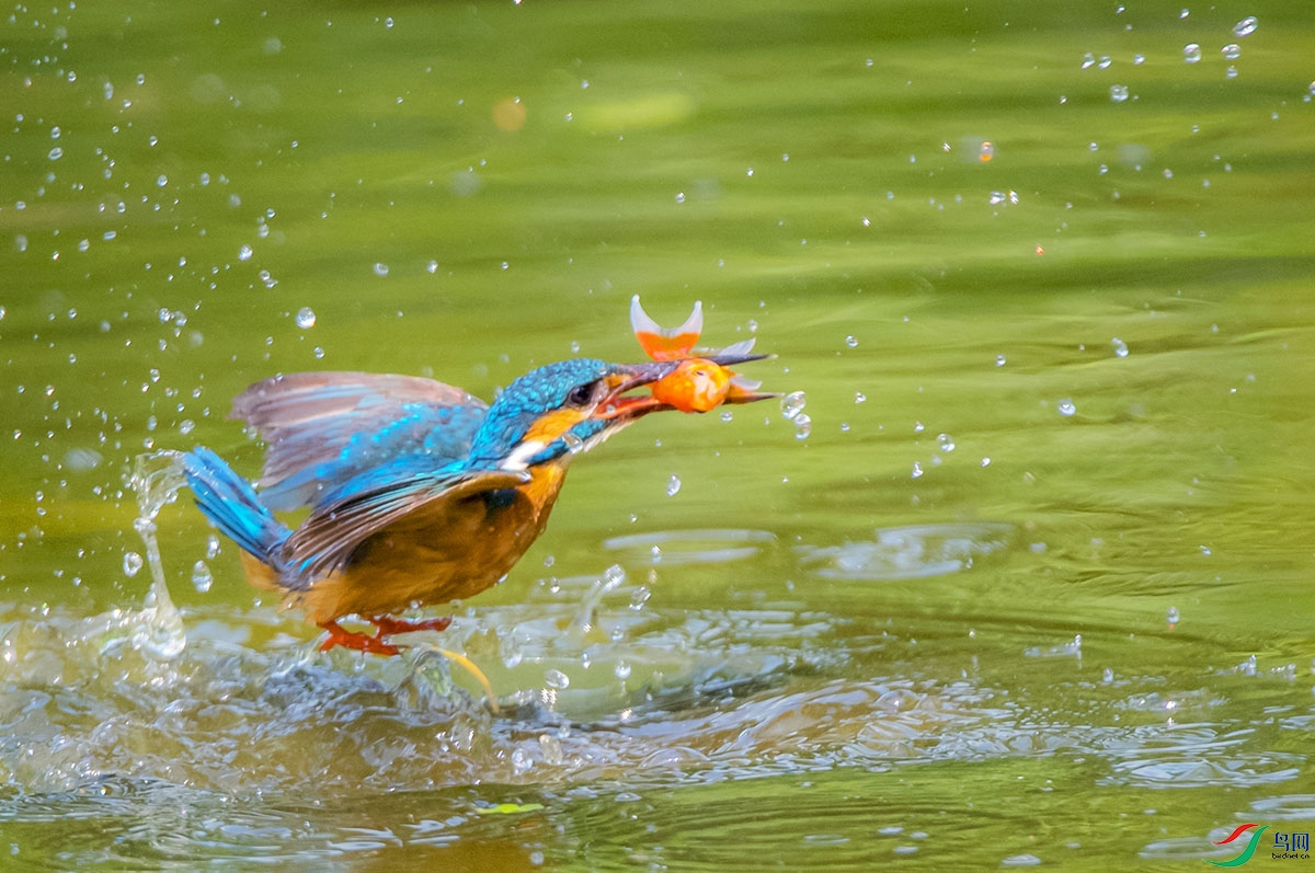 DSC_9343-1.jpg
