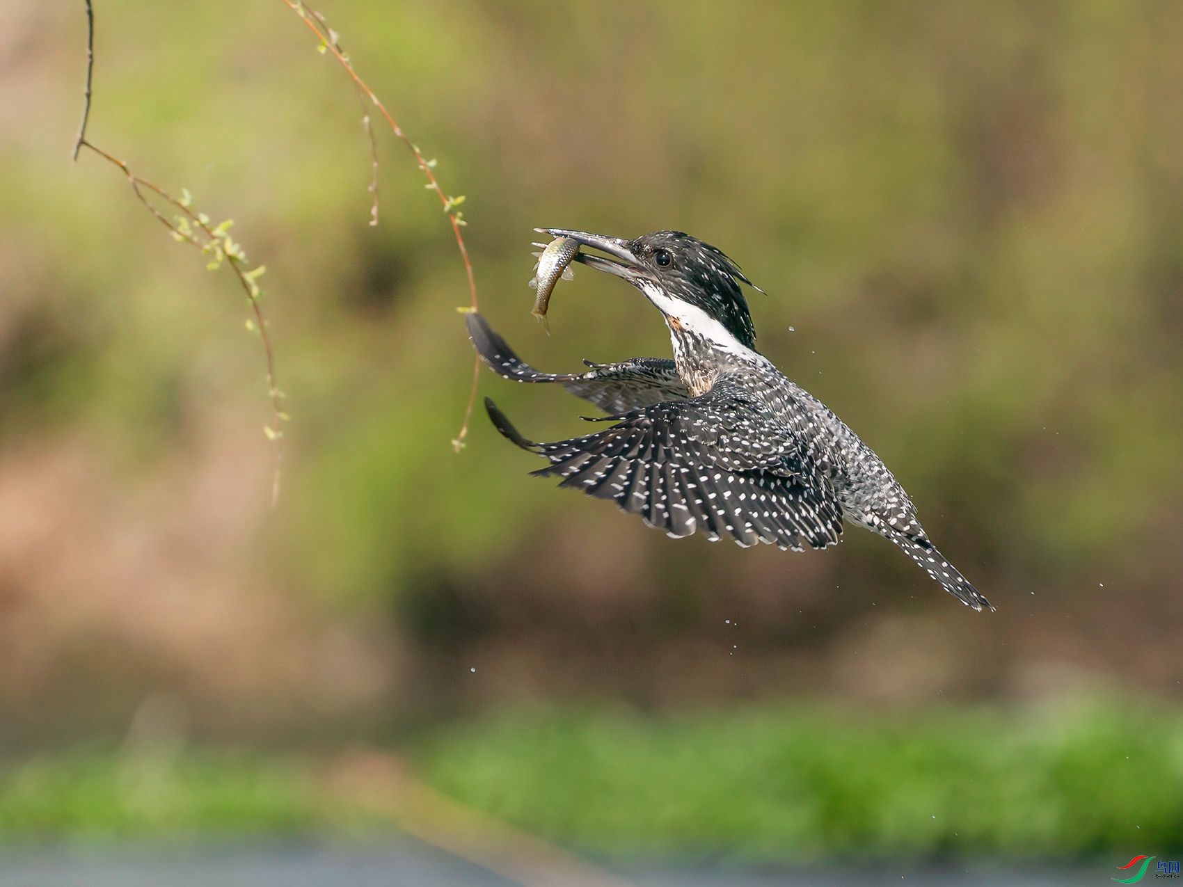 DSC09854.jpg
