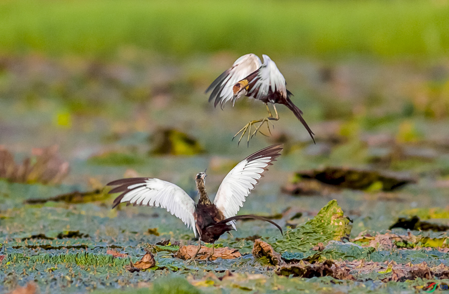 IMG_6815N1-0.jpg