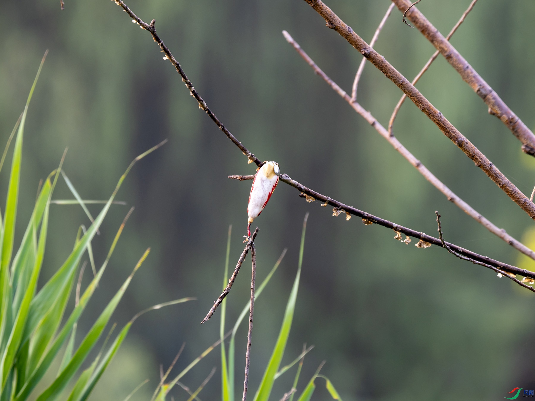 ���ź���