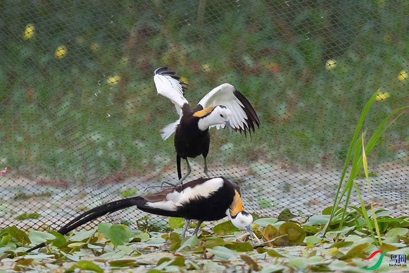5DSC_6888_DxOa.jpg
