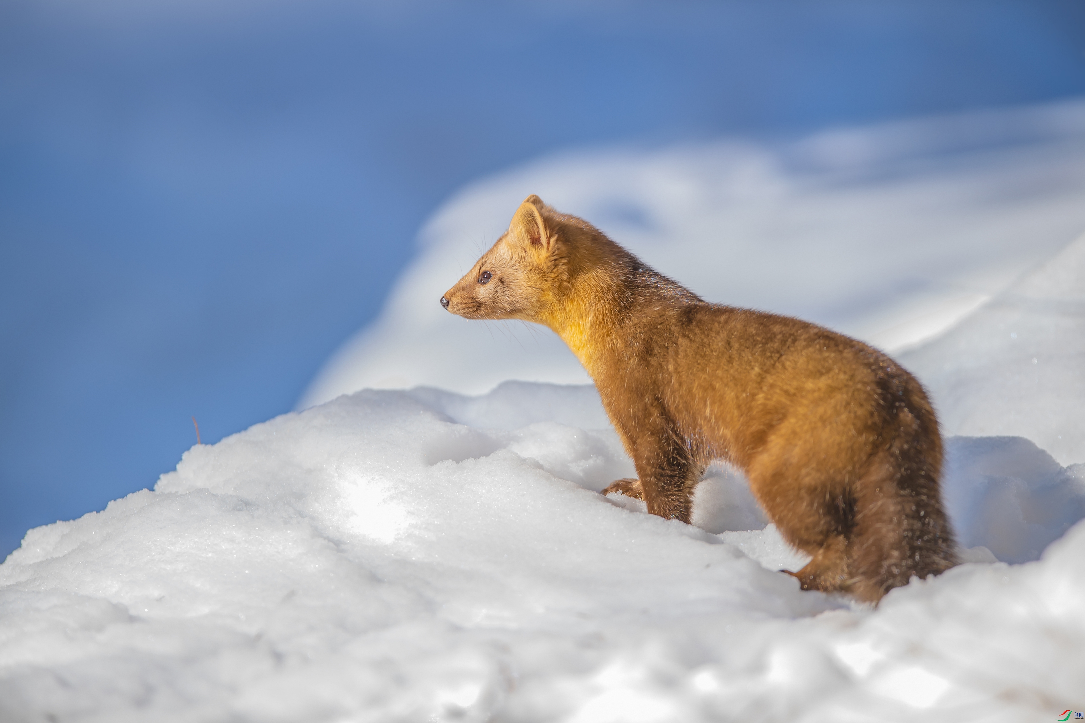雪原紫貂(祝贺荣获首页动物精华)