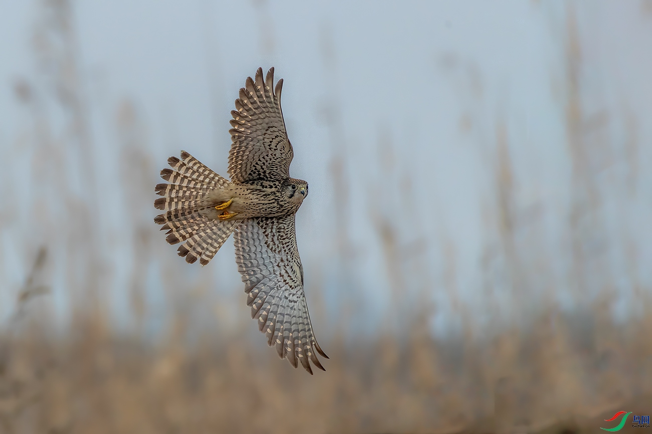 DSC_4914ABC.jpg