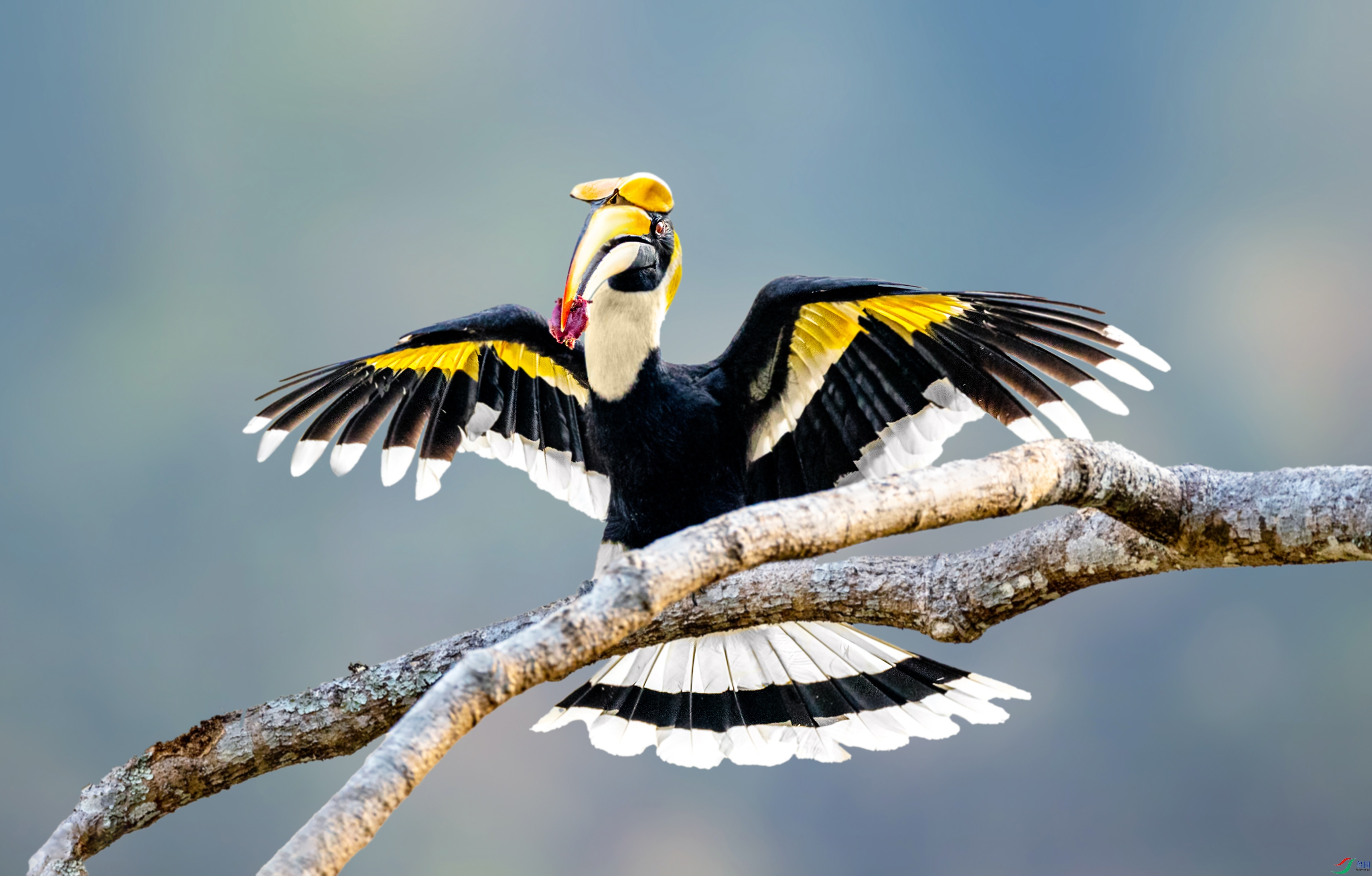 双角犀鸟(祝贺老师佳作荣获首页精华)