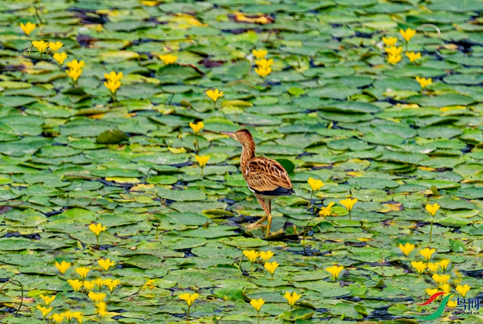 DSC07254 - ����.jpg