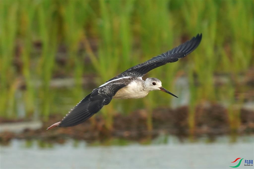 �ڳ᳤����