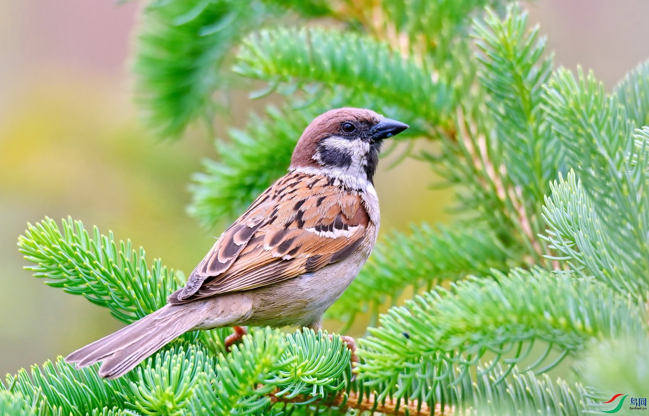DSC_9486a.jpg
