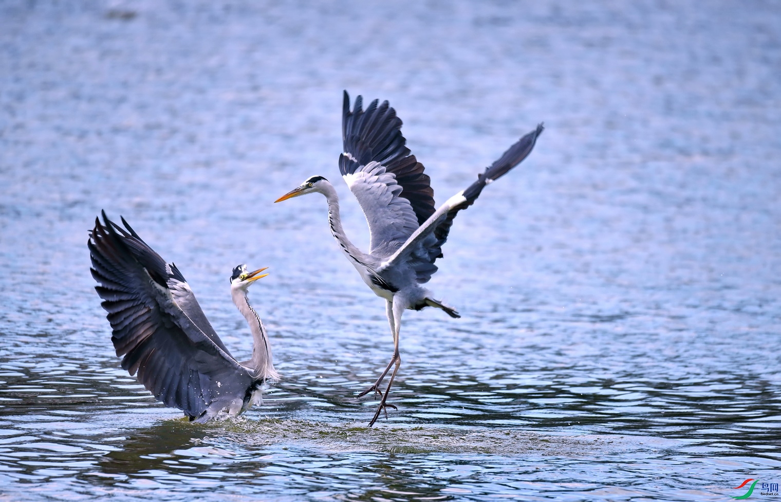 DSC_4479a.jpg