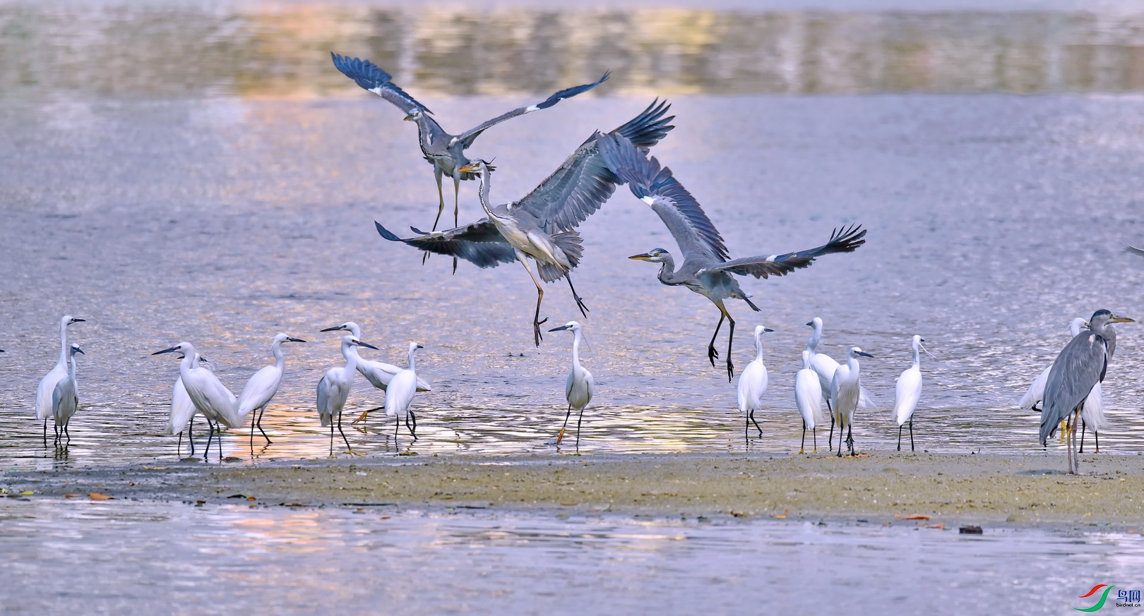 DSC_6297a.JPG