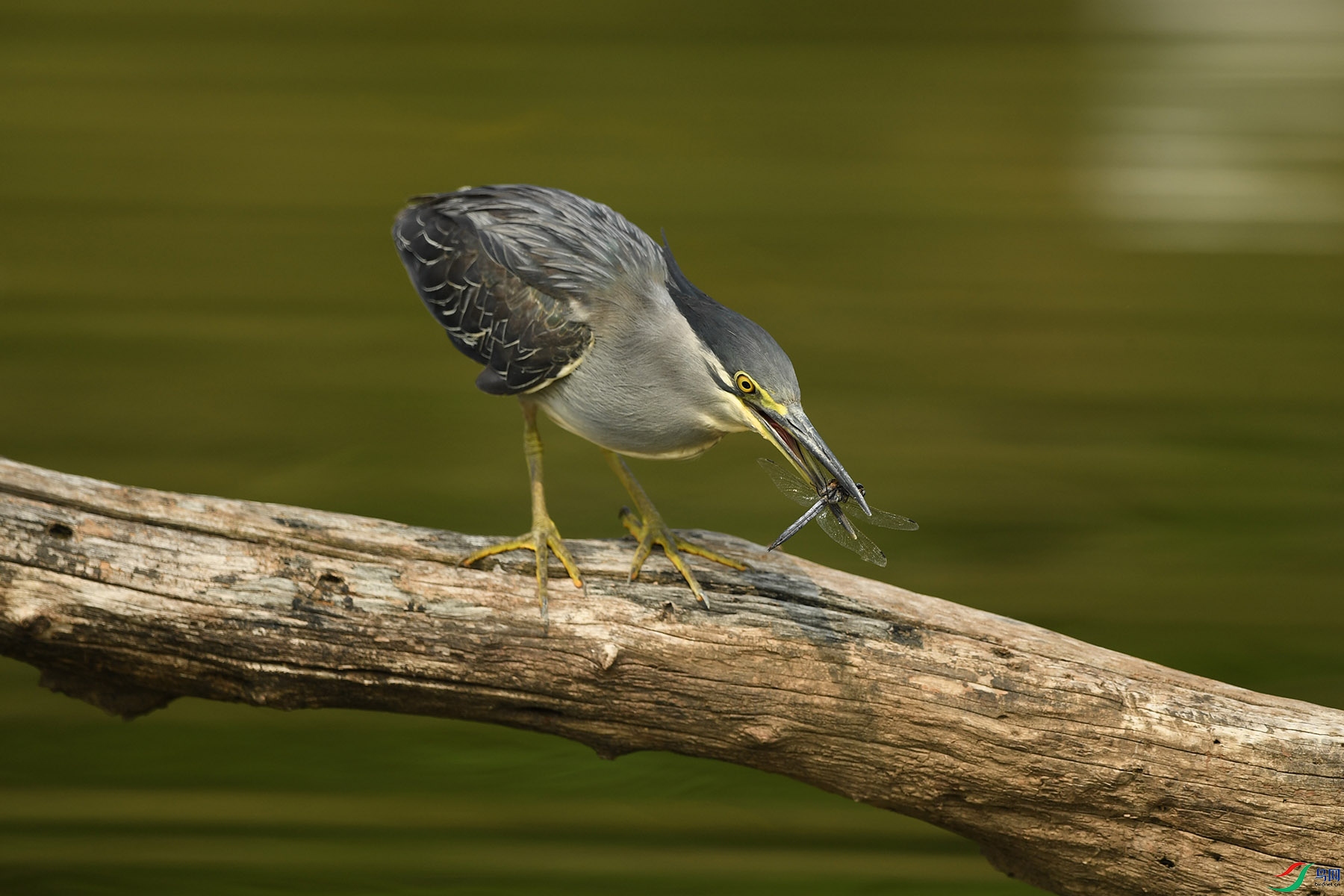 DSC_8937-@@@37.jpg
