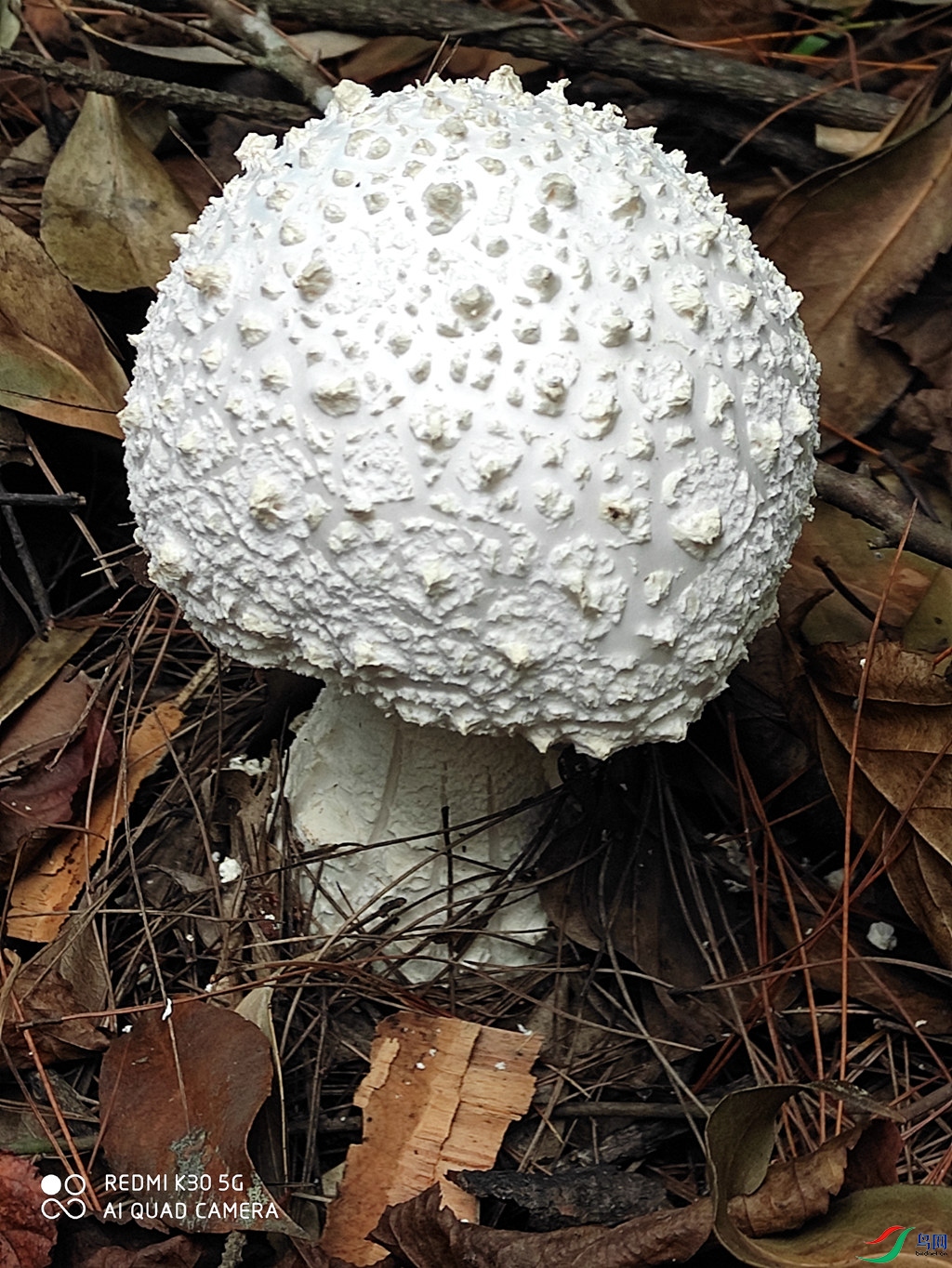 毒蘑菇白色图片
