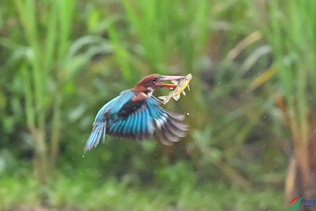 DSC_2536_DxOa.jpg