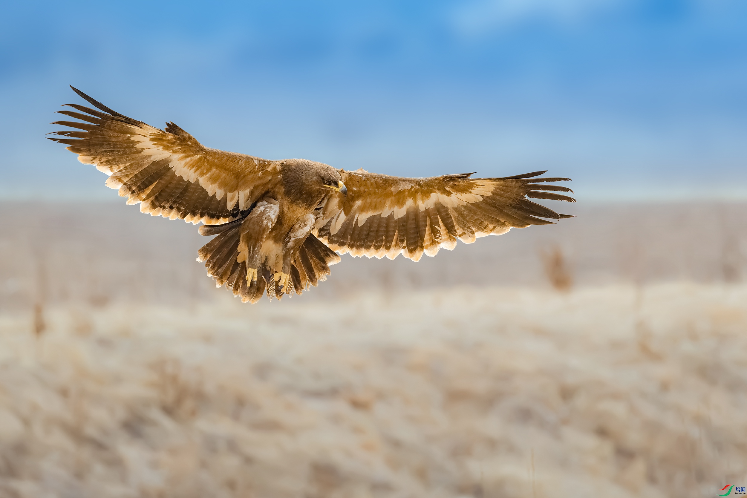 大鹏展翅(草原雕) (祝贺老师佳作荣获鸟类首页精华)