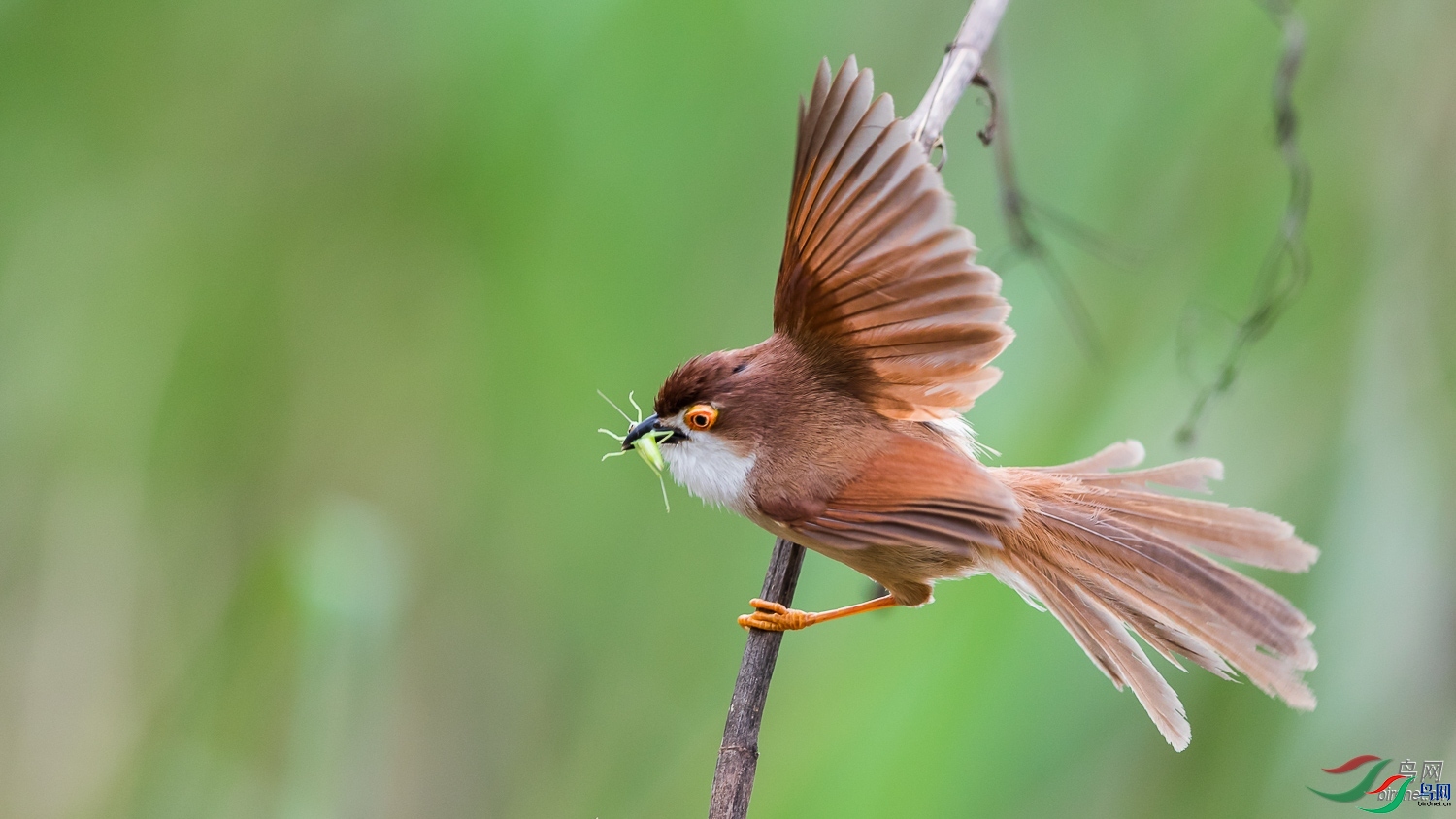 goodboy-HD  ��ʦ�����ڹ���׳��������������������.jpg