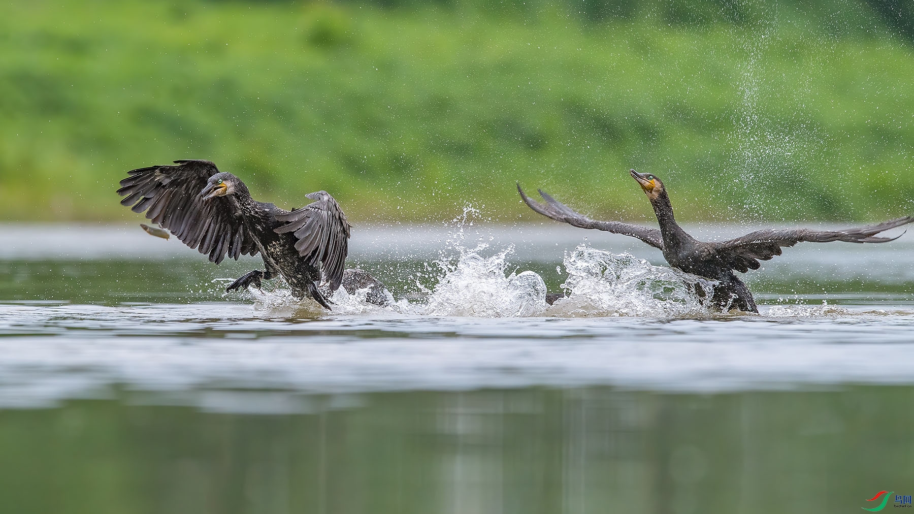D5W_4995-1.jpg