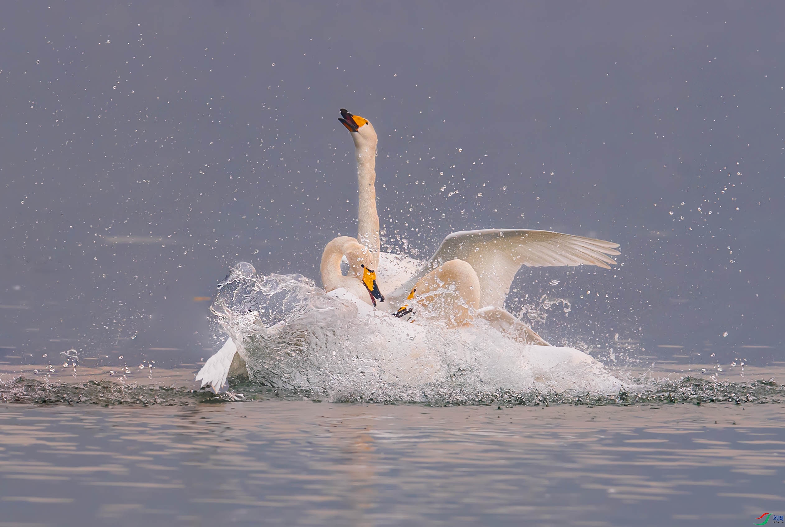DSC_8830-1.jpg