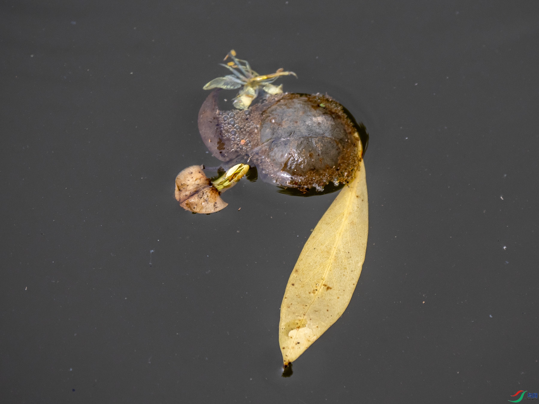 ����Ȼ�Ľ���