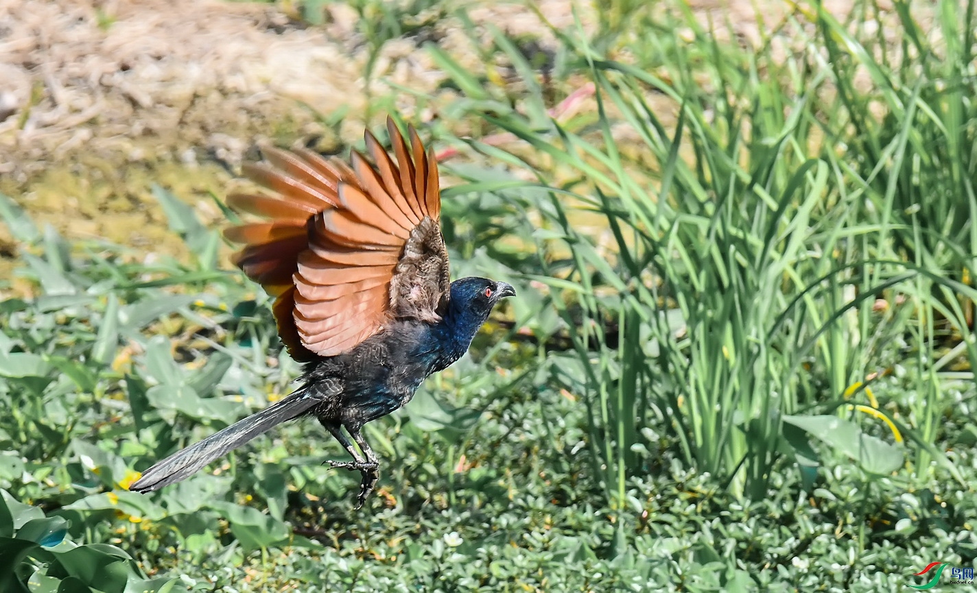 DSC_8724a.jpg