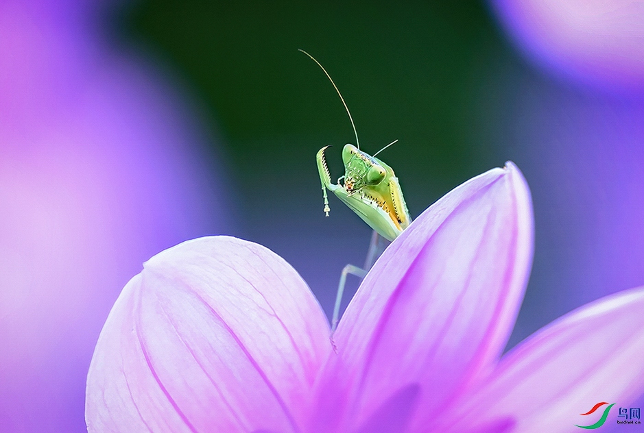 �����ڰ��ް�������ֲ��԰��