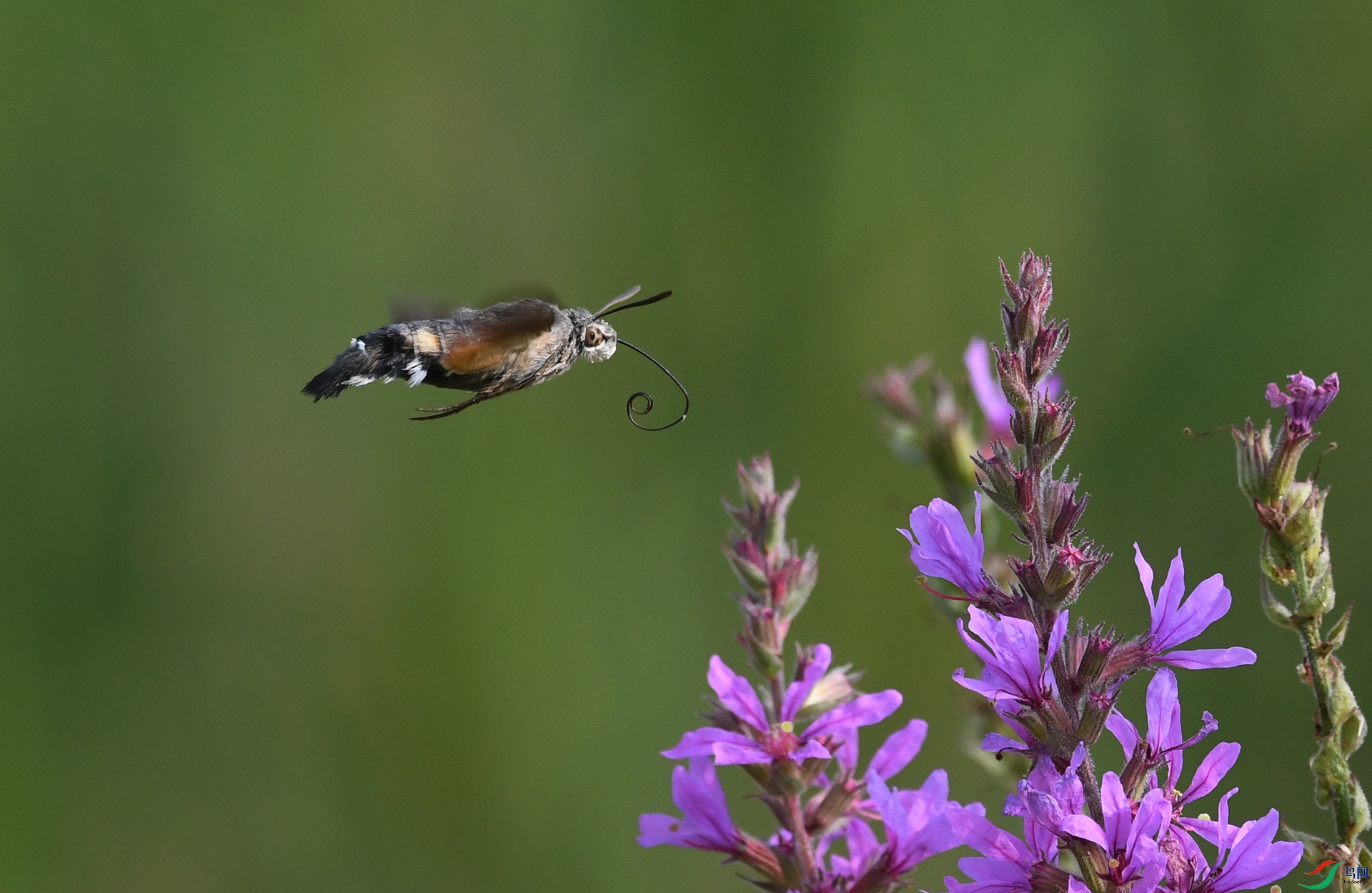 ������Ӱ 1123����.jpg