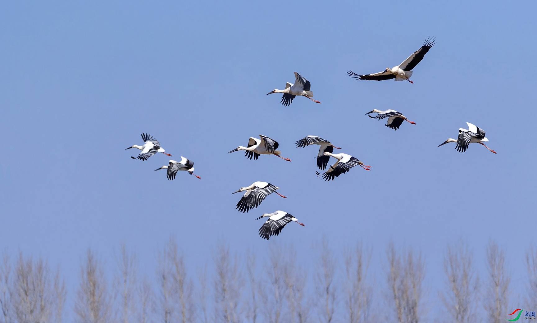 东方白鹳群飞