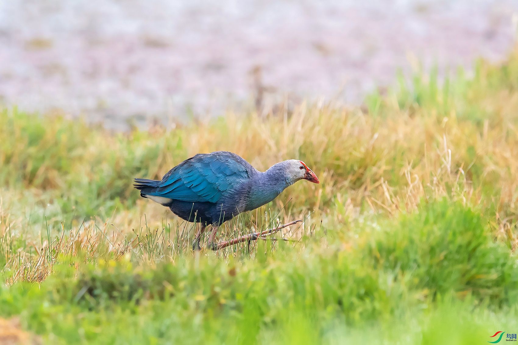 DSC_7002.jpg