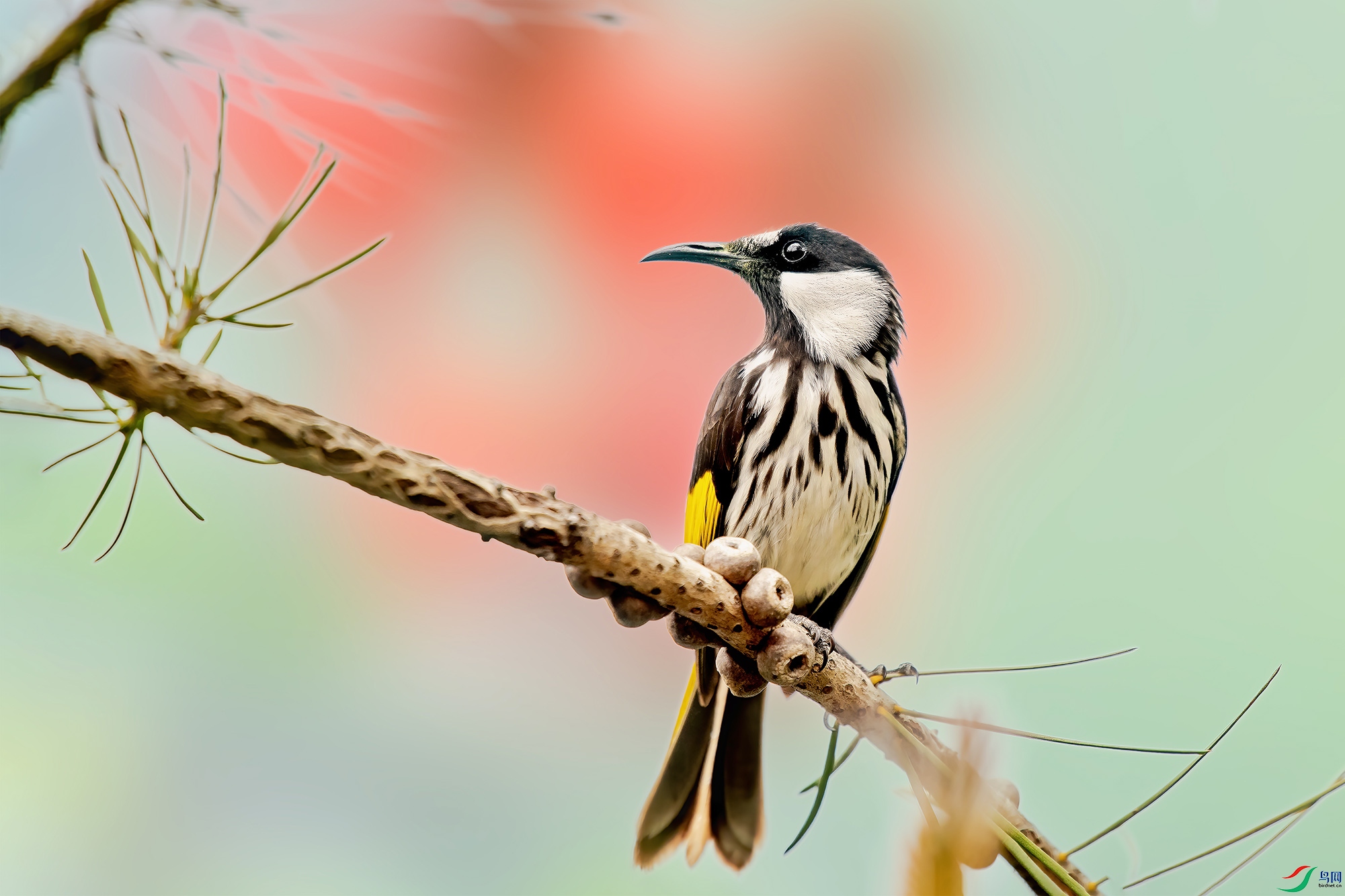 鬼佬鸟-白颊澳蜜鸟