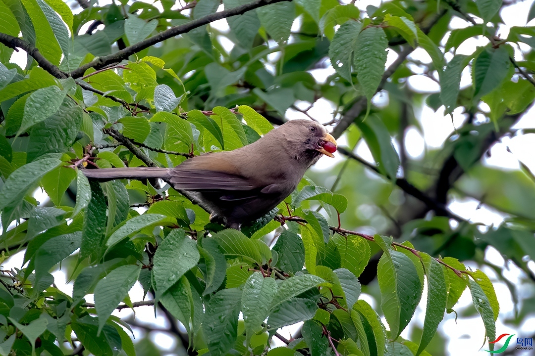 ��������  ��ʦ�������Ĵ� �Ű���������.jpg