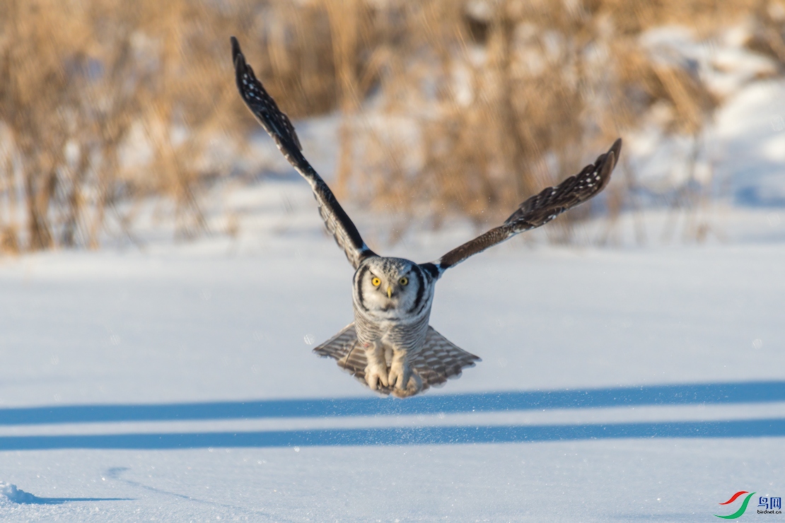 DSC_1910--.jpg