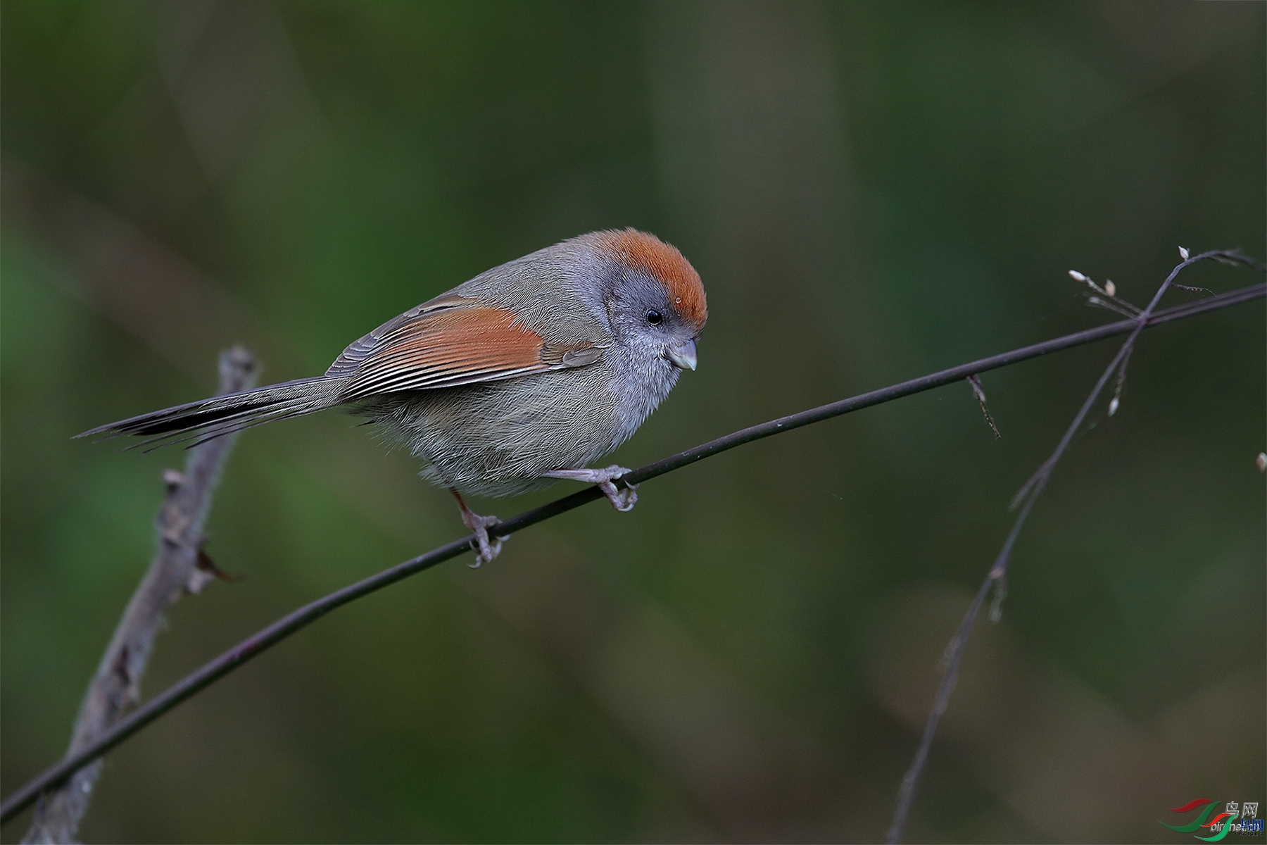 �����ҷ�  ��ʦ�������Ĵ�ʡ������������.jpg