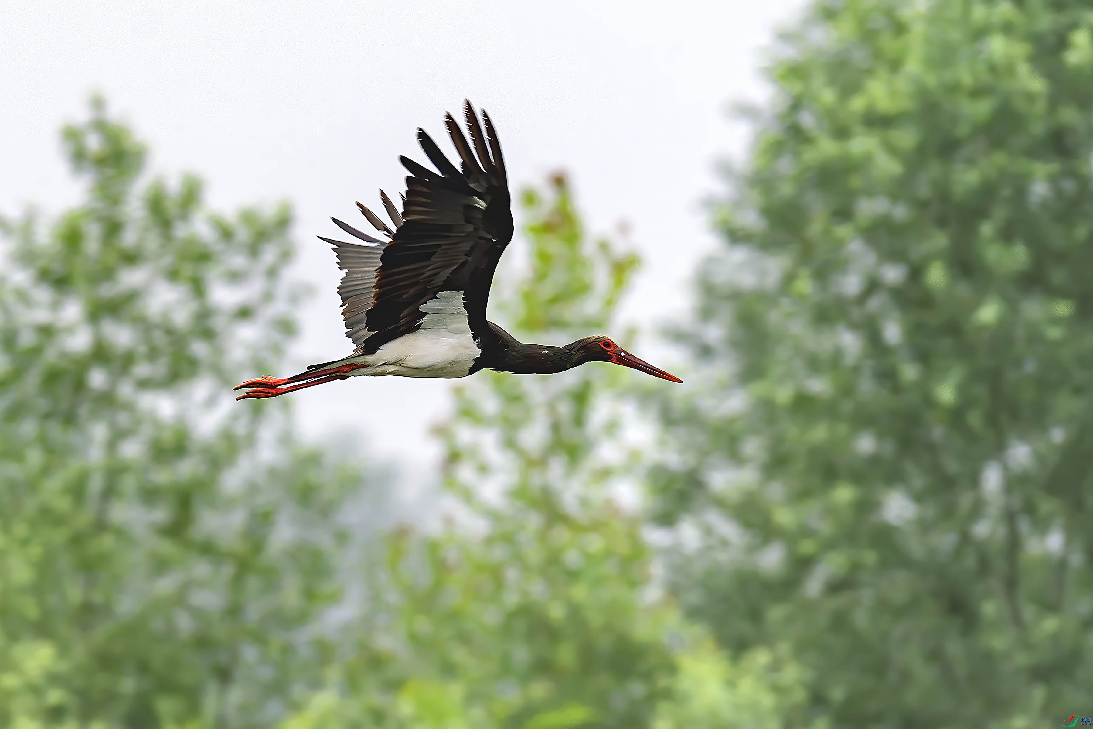 _DSC2204-1.jpg