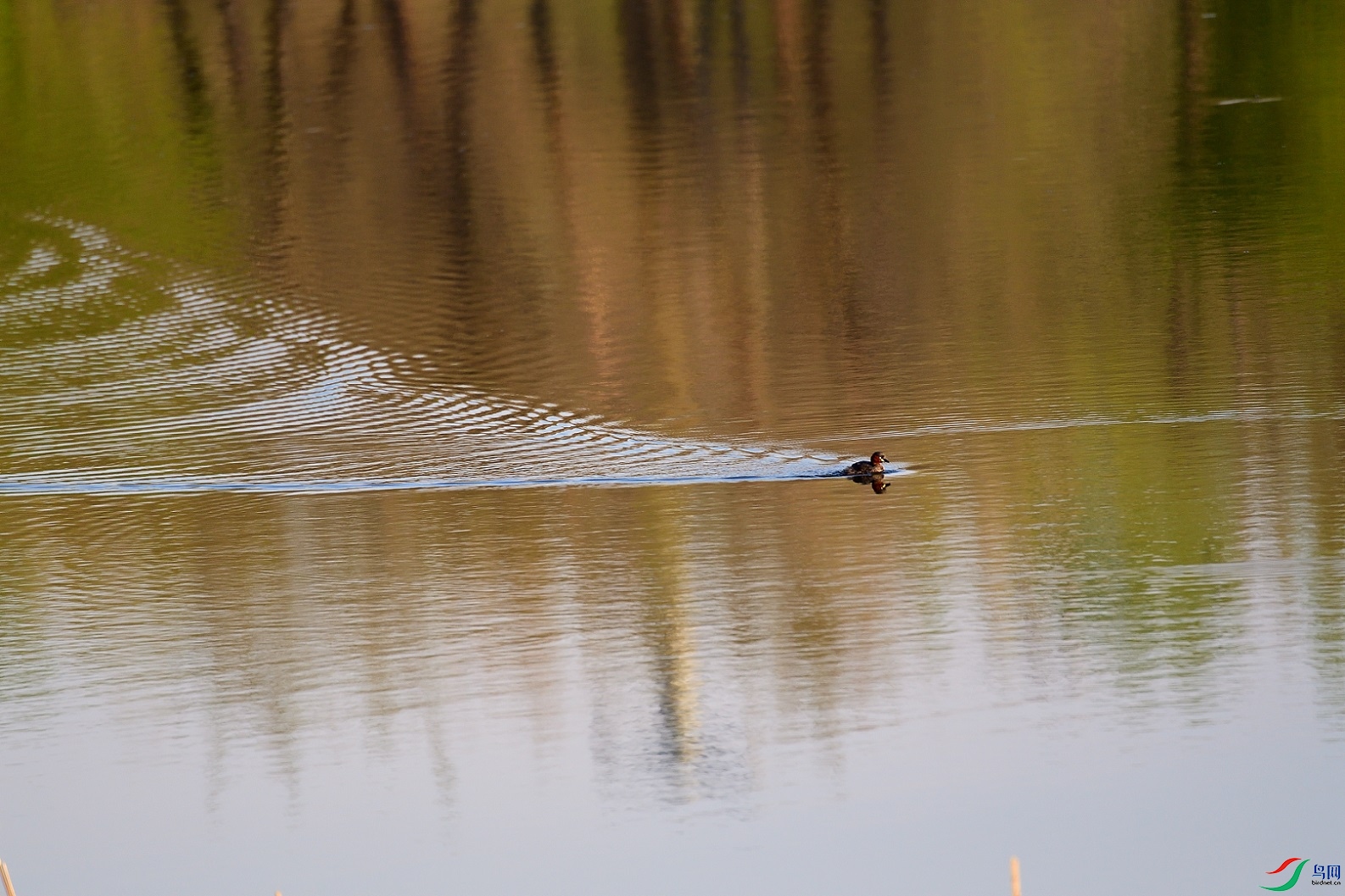 DSC_2781.jpg